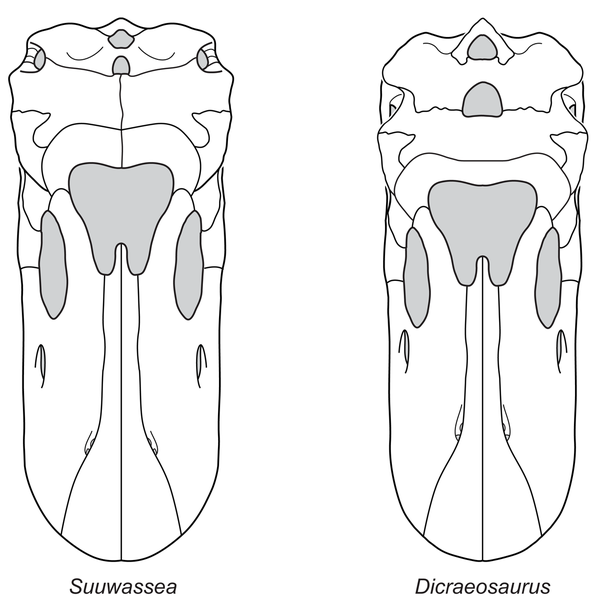 File:Dicraeosaurid skulls.png