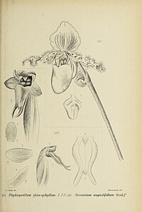 fig. 7 Paphiopedilum glaucophyllum fig. 8 Herminium angustifolium Herminium lanceum