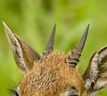 Dik-dik: The males have horns, which are small (about 3 in or 7.5 cm), slanted backwards. The females do not have horns.