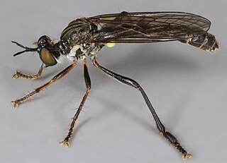 <i>Dioctria hyalipennis</i> Species of fly