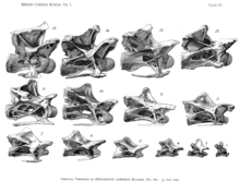 Illustration of cervicals 15-2 of Diplodocus Diplodocus carnegii cervical vertebrae.png