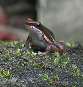DirkvdM frog on mossy rock-crop.jpg