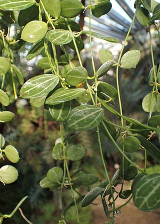 <i>Dischidia ovata</i> Species of plant in the family Apocynaceae