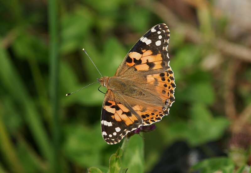 File:Distelfalter, Vanessa cardui.JPG