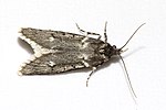 Diurnea.fagella.7108.jpg