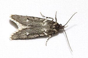 Beech moth (Diurnea fagella)