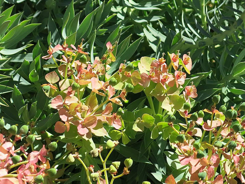 File:Domaine des Colombières - Euphorbia rigida 2.jpg