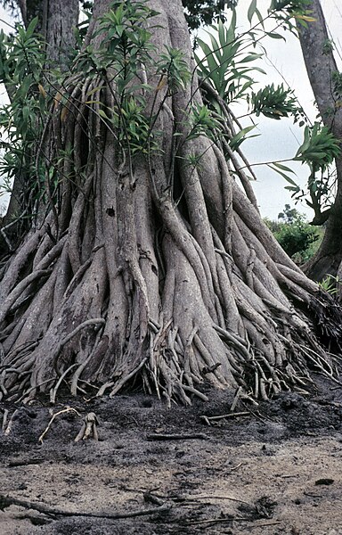 File:Dracaena marina Bos ex Damen in inundated forest.jpg