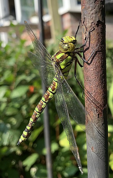 File:DragonFlyOnSteelPole.jpg