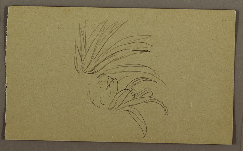 File:Drawing, Lily Plant, 1865 (CH 18193113).jpg