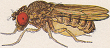 Drosophila mojavensis - Female Drosophila mojavensis female.png