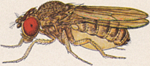 Drosophila Mojavensis