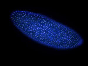 Coenocytiaal blastoderm van Drosophila. (De laag cellen die onvolledig is verdeeld en in contact staat met de dooier, wordt de "syncytiële laag" genoemd.) Elke heldere stip is een groep delende chromosomen.