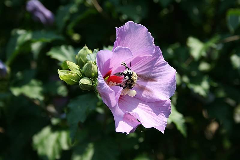 File:Drunk Bombus.JPG