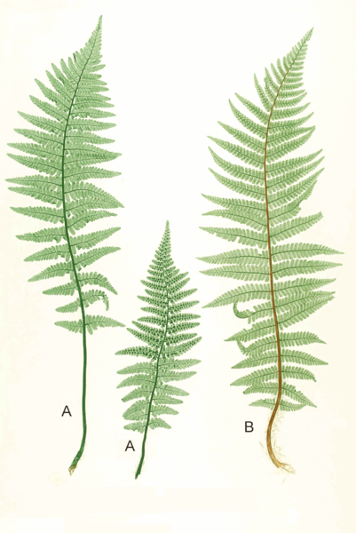 File:Dryopteris spp Moore17.png