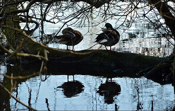 Ducks preening