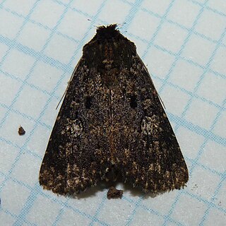 <i>Condica vecors</i> Species of moth