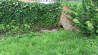 Source of the Duvenacker ditch on the Duvenacker road