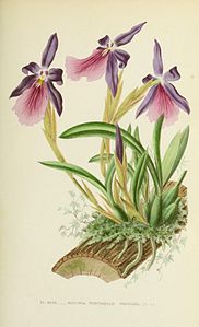 plate 27 Miltonia spectabilis var. moreliana Miltonia moreliana