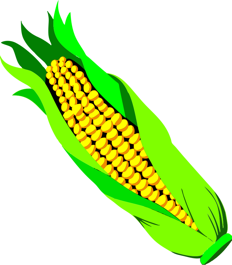 ear of corn clipart