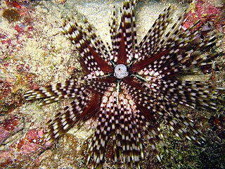 <i>Echinothrix calamaris</i> species of echinoderm