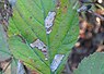Ectoedemia rubivora (Bramenblaasmijn-mot)