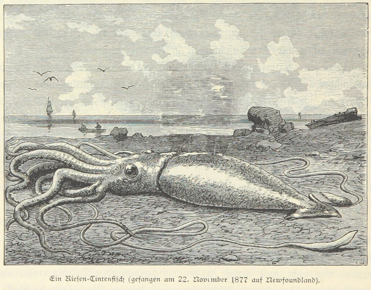 Гигантский кальмар, пойманный в 1877 г. у берегов ньюфаундленда.