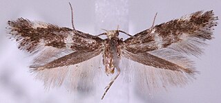 <i>Elachista baikalica</i> Species of moth
