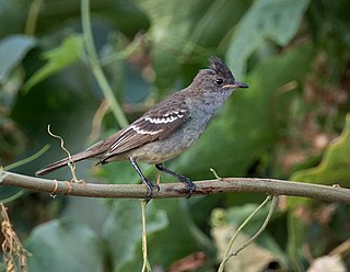 Noronha elaenia