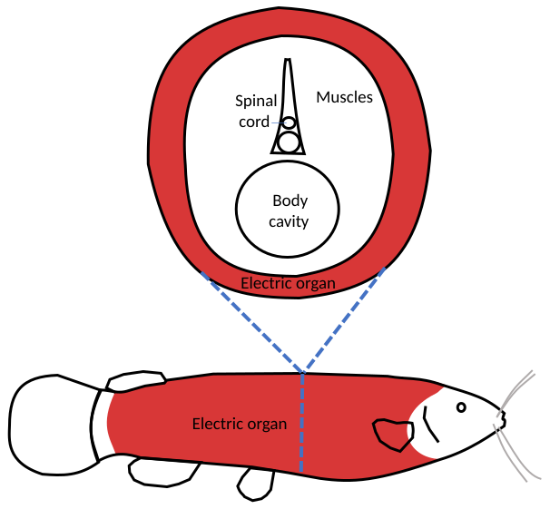 File:Electric Catfish electric organ.svg