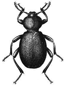 Eleodes pimelioides yetişkin dorsal.jpg