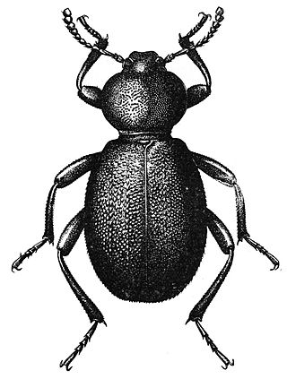 <i>Eleodes</i> Genus of beetles