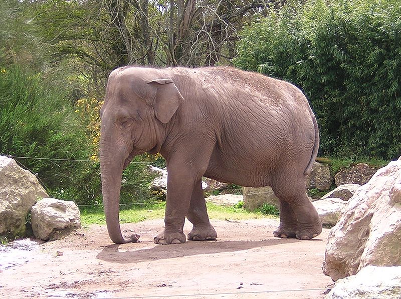 File:Elephant asie.jpg