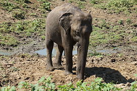Elephas maximus dans le parc national de Uda Walawe au Sri Lanka