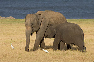 Gajah di Taman Nasional Minneriya, Sri Langka