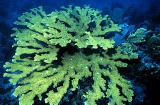 Elkhorn coral species of cnidarian