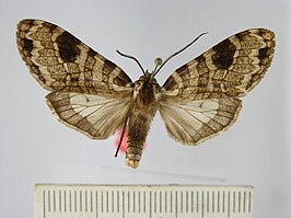 Elysius rabusculum