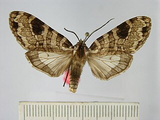 <i>Elysius rabusculum</i> Species of moth