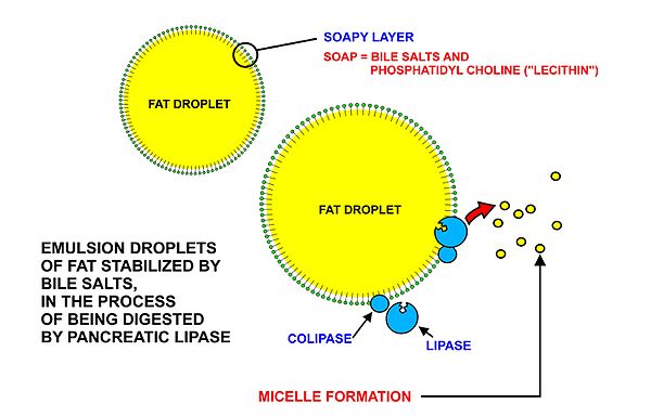 Dietary fats are emulsified in the duodenum by soaps in the form of bile salts and phospholipids, such as phosphatidylcholine. The fat droplets thus formed can be attacked by pancreatic lipase.