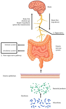 Enteric Nervous System.png