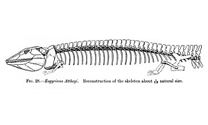 Eogyrinus Attheney. Wellcome M0006666.jpg