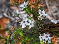 Thumbnail for Epacris cerasicollina