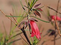 Eremophila latrobei