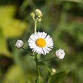 Eastern daisy fleabane.