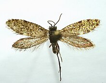 Eriocrania sparrmannella1.jpg