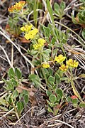 Eriogonum umbellatum