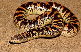 <i>Eryx jayakari</i> Species of snake
