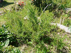 some tarragon cultivated in a garden.