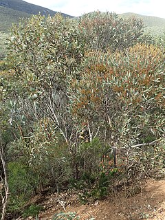 <i>Eucalyptus phaenophylla</i> Species of eucalyptus