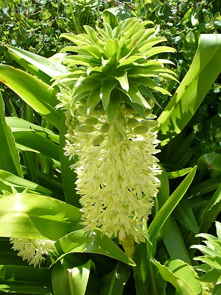 Fil:Eucomis autumnalis flower.jpg